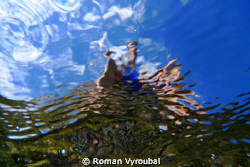. by Roman Vyroubal 